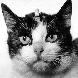 Space cat Félicette