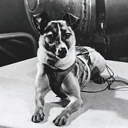 Space dog Laika preparing for her trip.