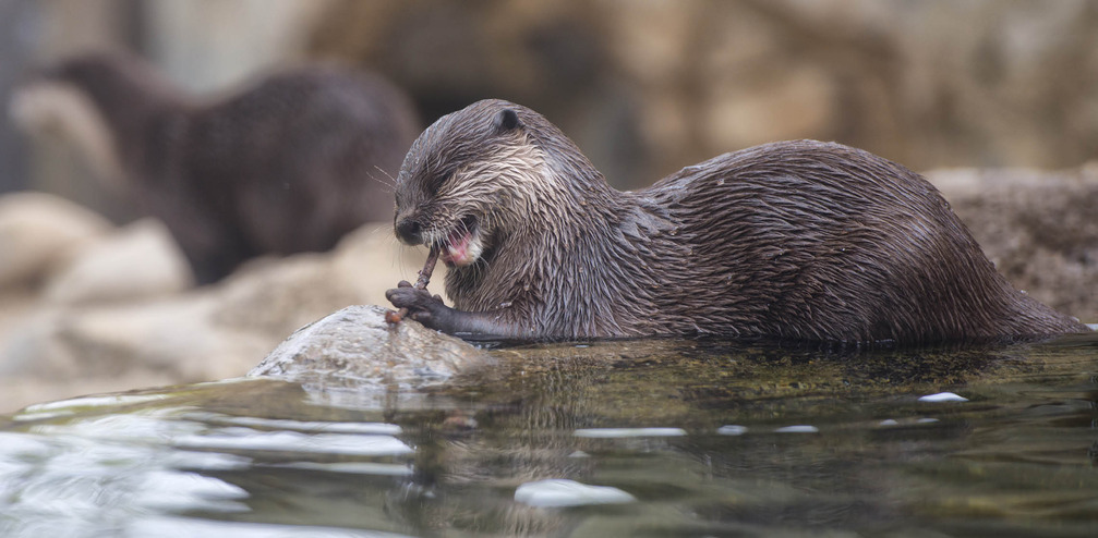 otter chewing on a stick