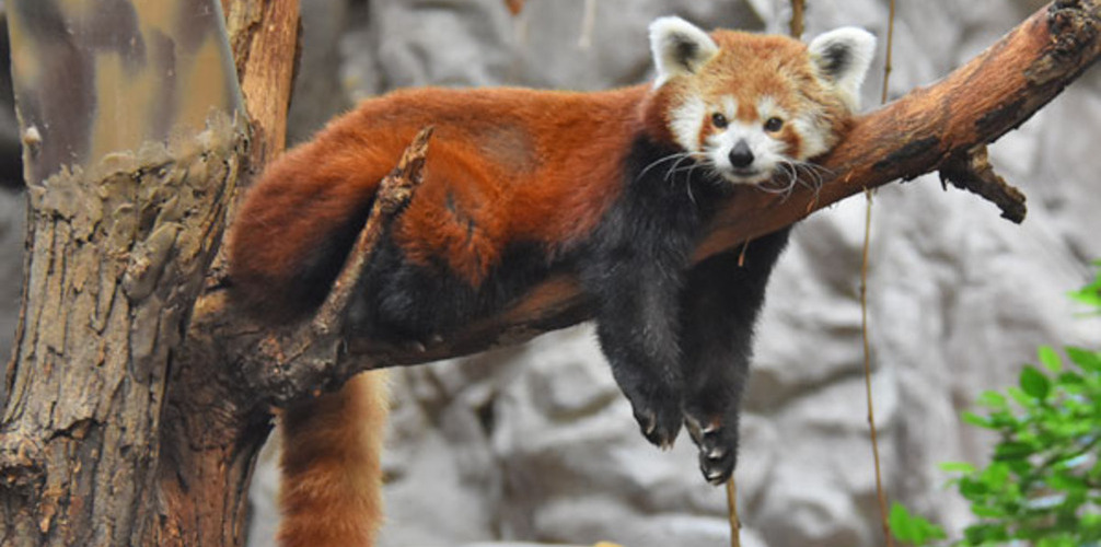 red panda laying on a tree branch