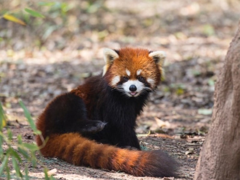 Red Panda Submission Photo A photogenic red panda enjoying time in the sun