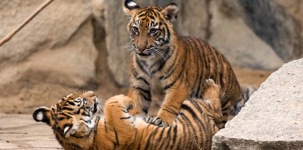two tiger cubs playing