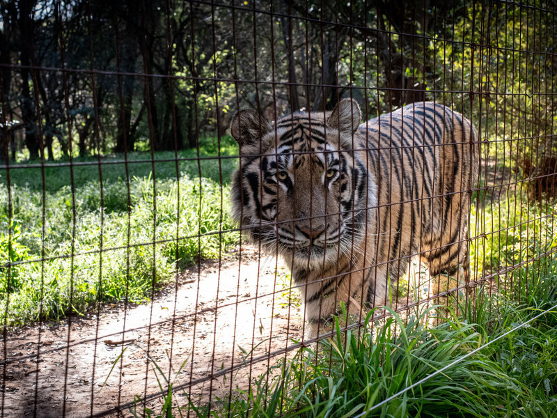 Tiger Submission Photo A tiger lurking behind a fence